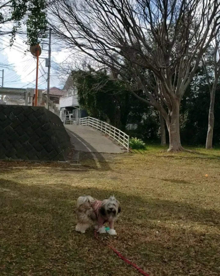 ロデイもまーちゃんみたいにおもちゃに集中して遊ぶ練習です。