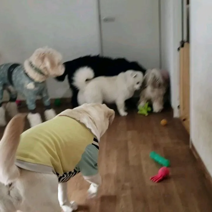 また雨になってしまいお部屋で遊ぶわんこさん♥️