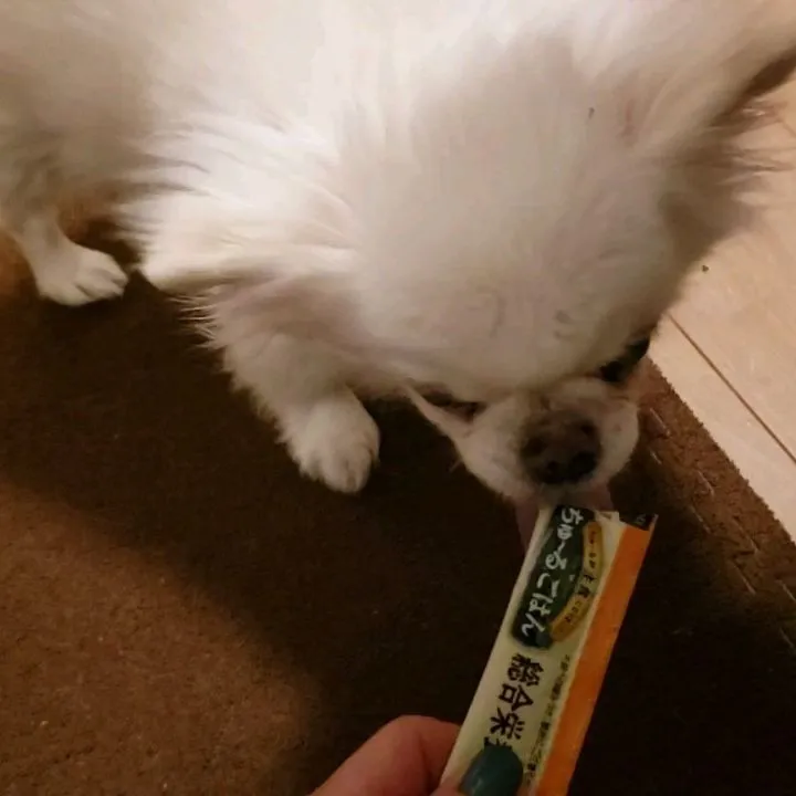 初めてシニアのチワワ、ココちゃんとラコちゃんのお世話にいきま...