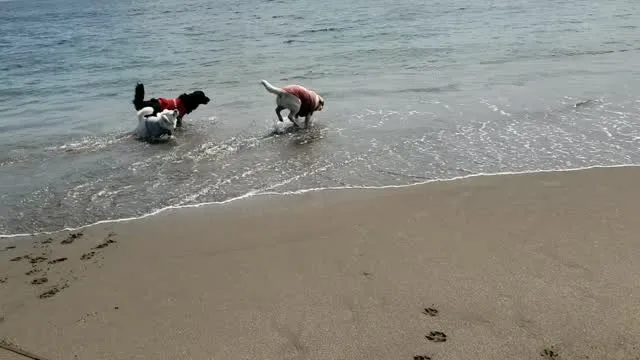 海岸で遊びレッスン🎵