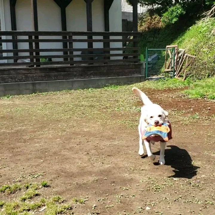 ランで遊ぶわんこさん💓