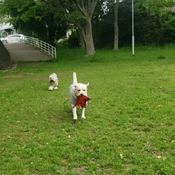 遊びをまじえたがらコマンドレッスン🎵