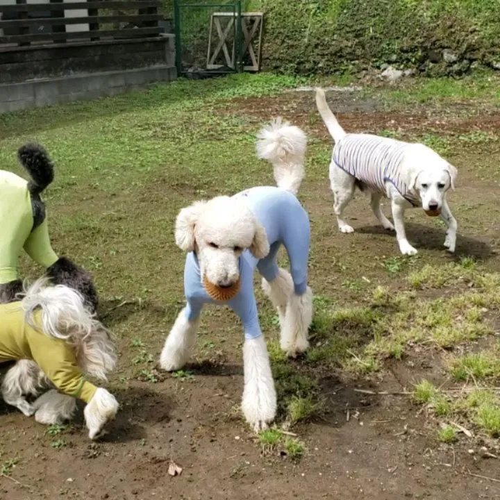 ランとお部屋で遊ぶわんこさん💓