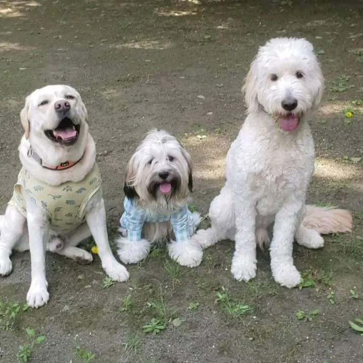 コマンドレッスン♪