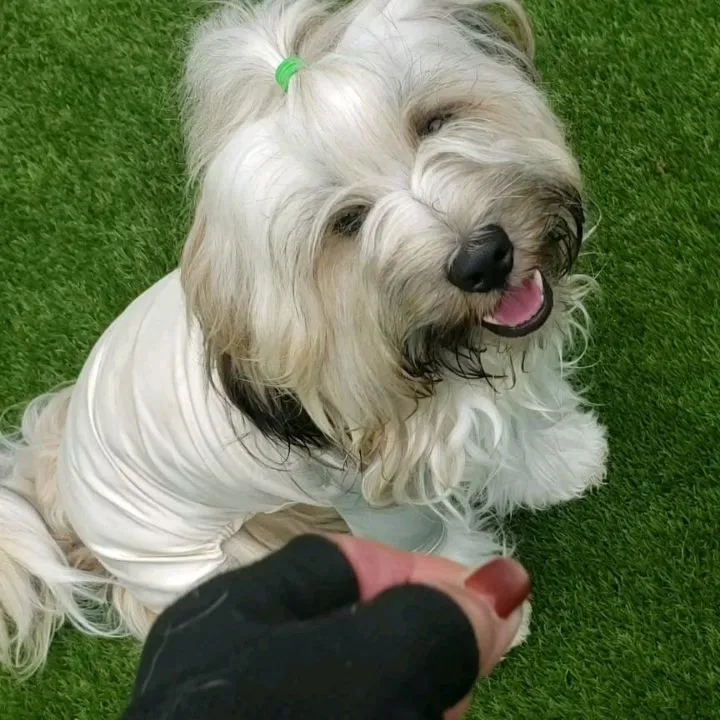 ロデイはアジリテイを楽しんでやっています😊