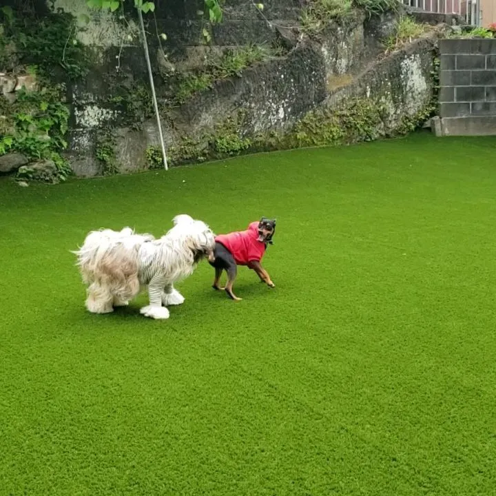 ランで楽しく遊ぶわんこさん♥️