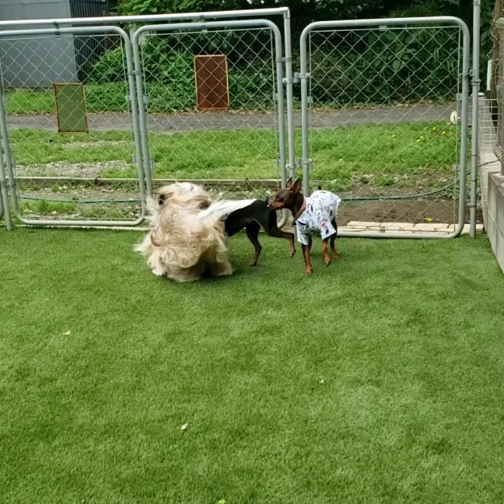 今日も楽しく遊んだわんこさん💓