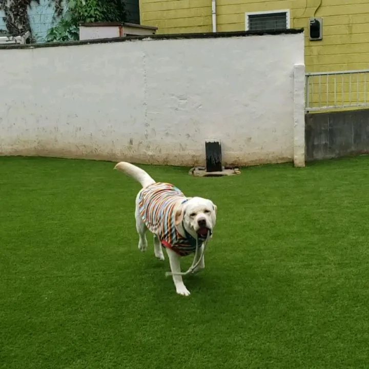 楽しく遊ぶわんこさん💓