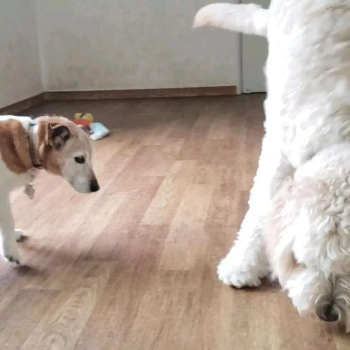 今日は1日中☔なのでお部屋でおもちゃ遊びしたりのんびりしたり...