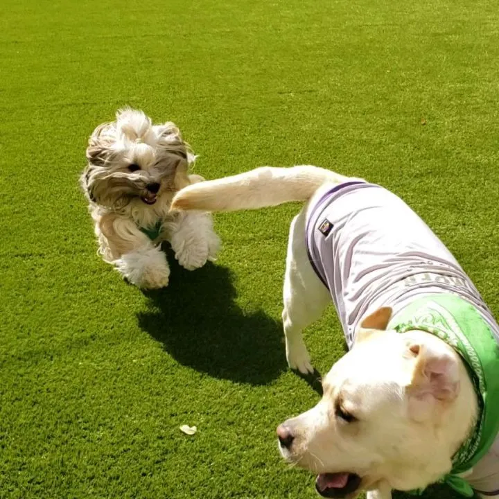 朝から元気に走るロデイとまーちゃん♥️