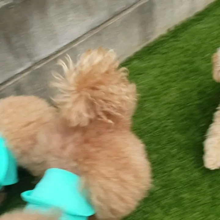 雨やんでるうちにランへ🎵