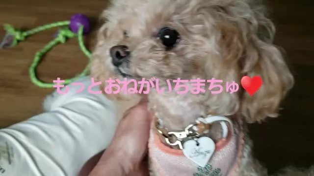 なでなでが大好きな杏ちゃん♥️