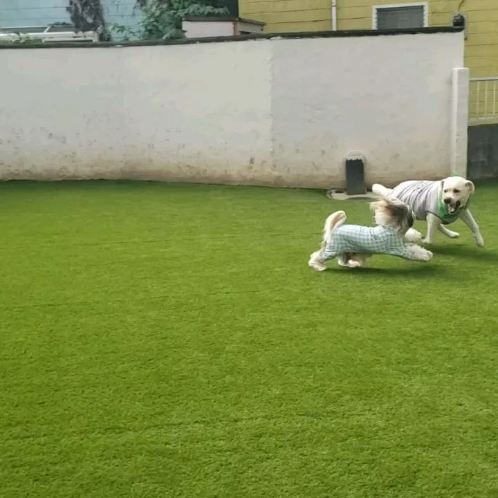 朝から元気に遊ぶロデイとまーちゃん♥️