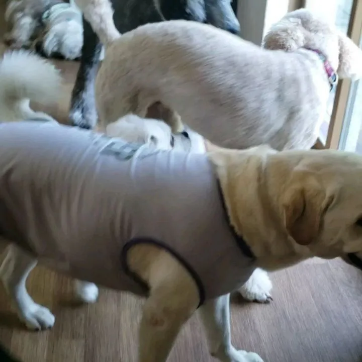 お部屋で遊ぶわんこさん♥️