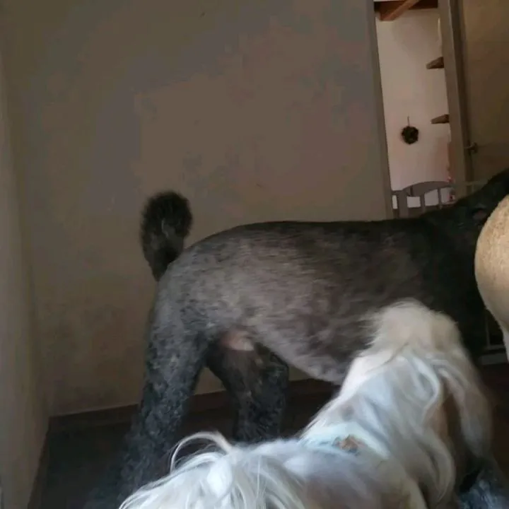 お昼はさすがに暑くてお外はでれないのでお部屋で遊ぶわんこさん...