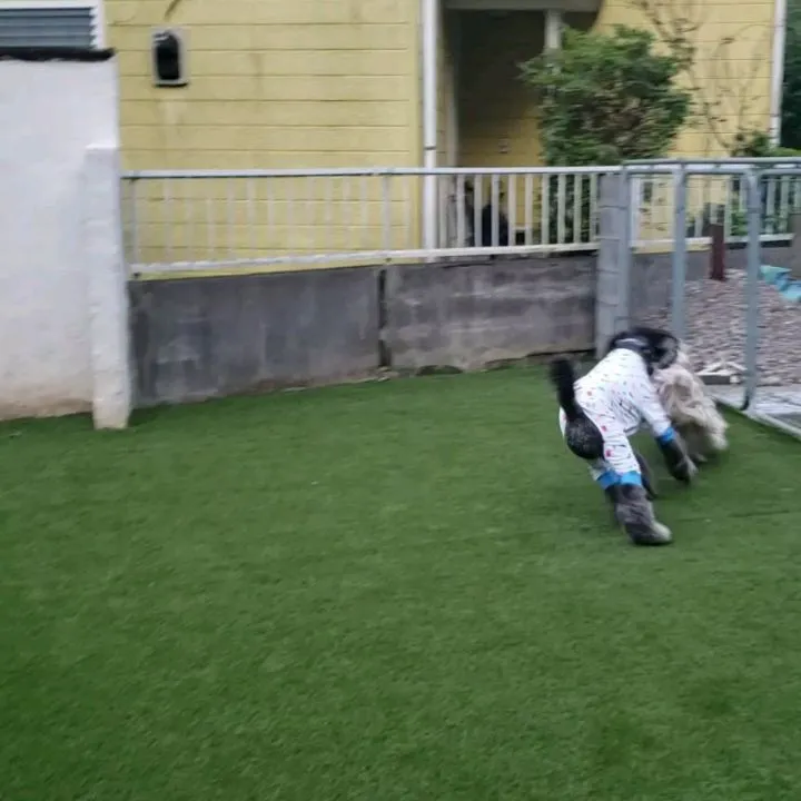 夕方ランで遊ぶわんこさん💓