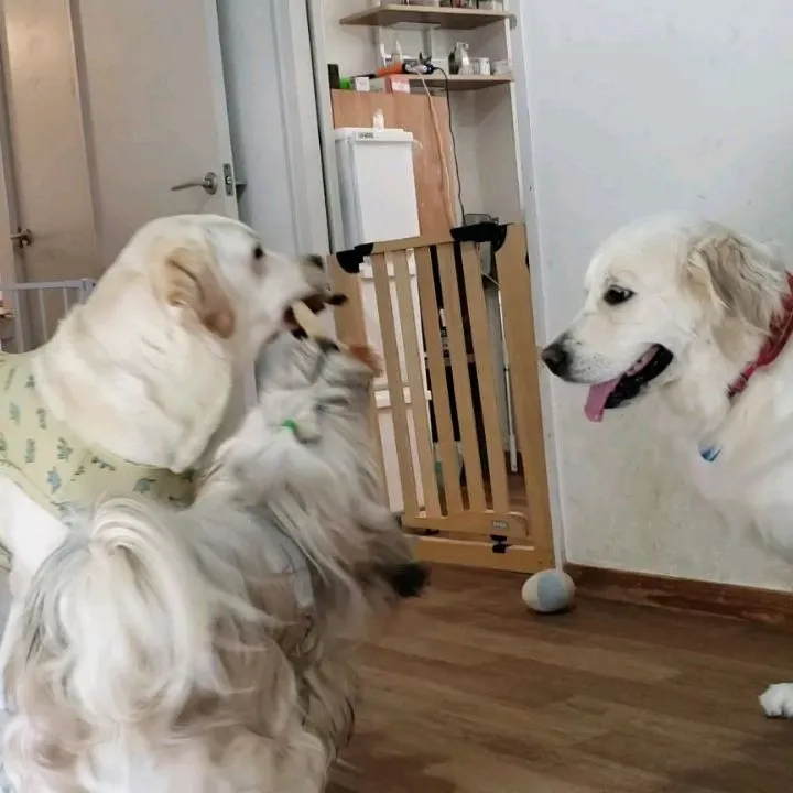 ゆきちゃんがトリミングをかねて来てくれました🎵