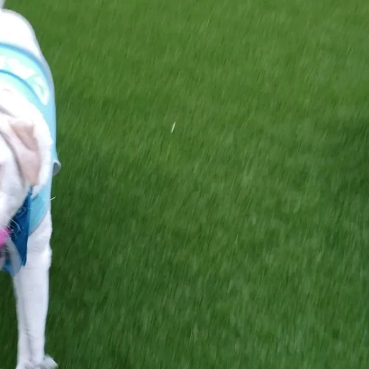 夕方になってランでアジリテイのレッスンをするロデイ♥️