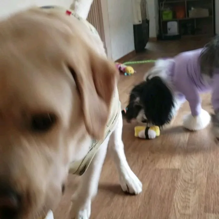 午前中はお部屋でおもちゃ遊び🎵