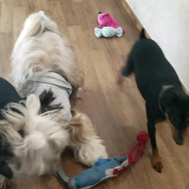 相変わらずロデイとケリイ君はワンプロしてるね😓