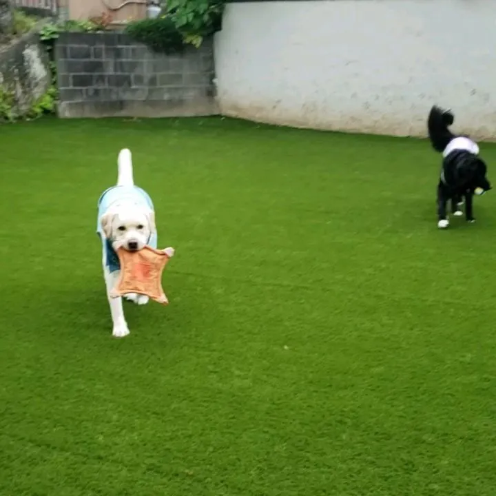 朝は暑くてランでは遊べずお部屋でおもちゃ遊び🎵