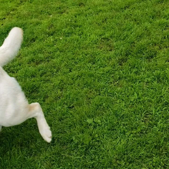 山中湖woofに到着して早速ランでひと遊び🎵