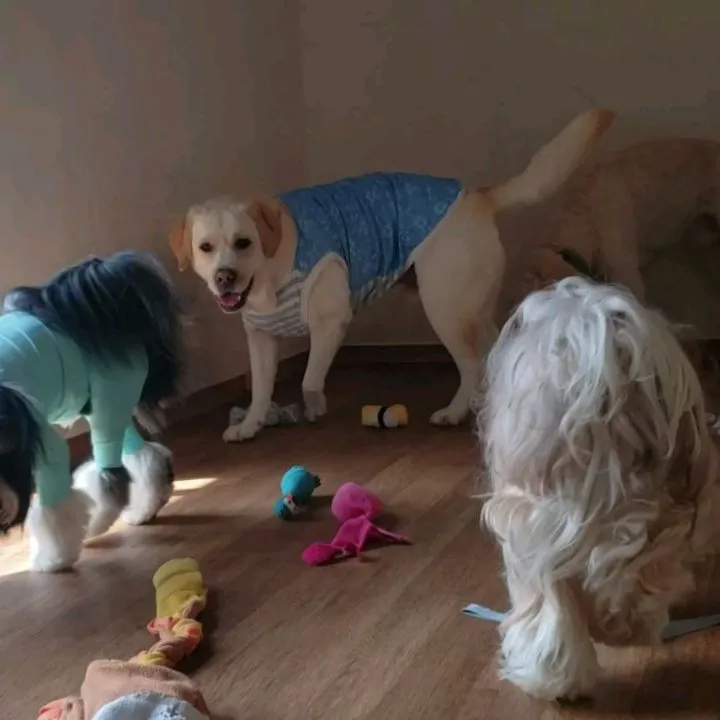 暑いので午前中はお部屋で遊ぶわんこさん♥️