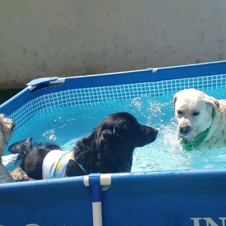 朝から暑いのでみんなでプールはいりました🎵