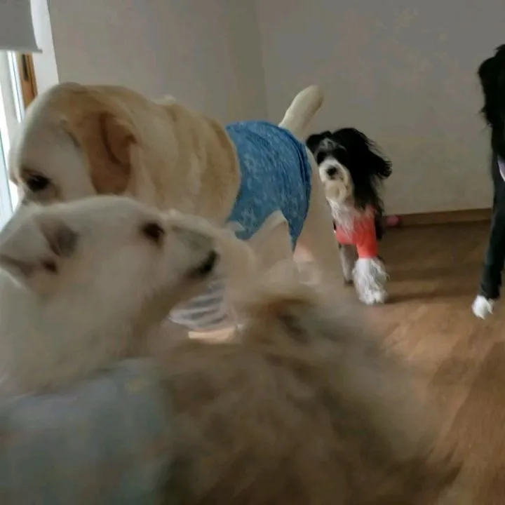 午前中はプール入ってひと休みしたら充電したようで元気に遊ぶわ...