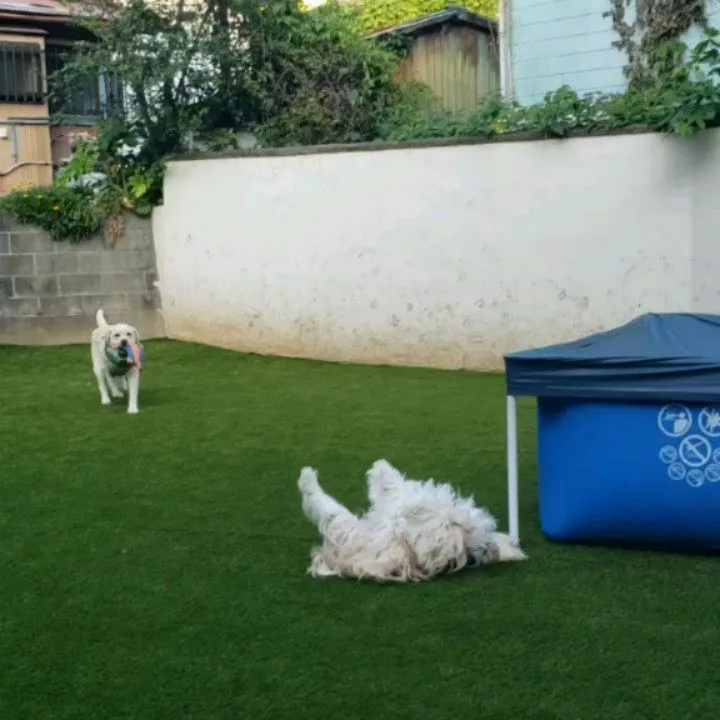 朝から元気に走るまーちゃん♥️