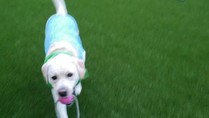 明日からプールが始まります。