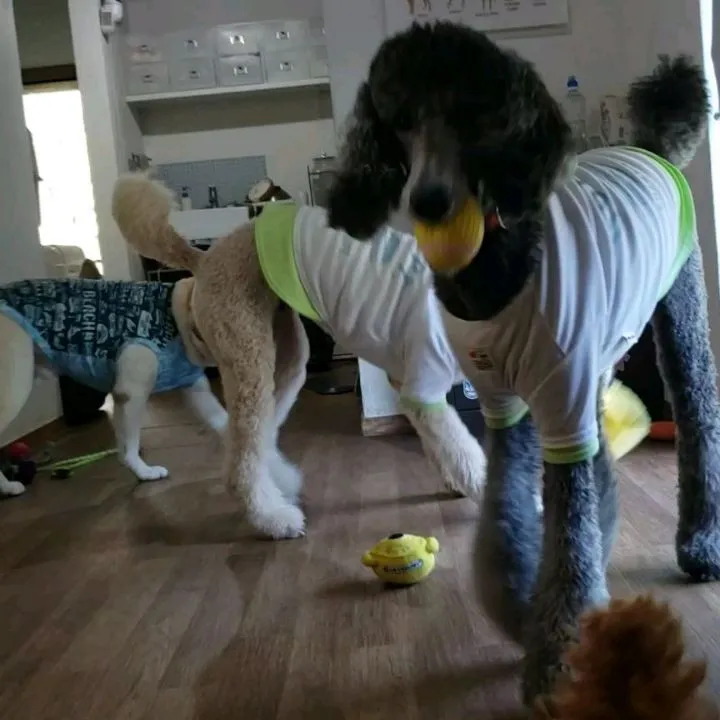 朝はプール入ってランでいっぱい遊んだけど一休みすると充電完了...