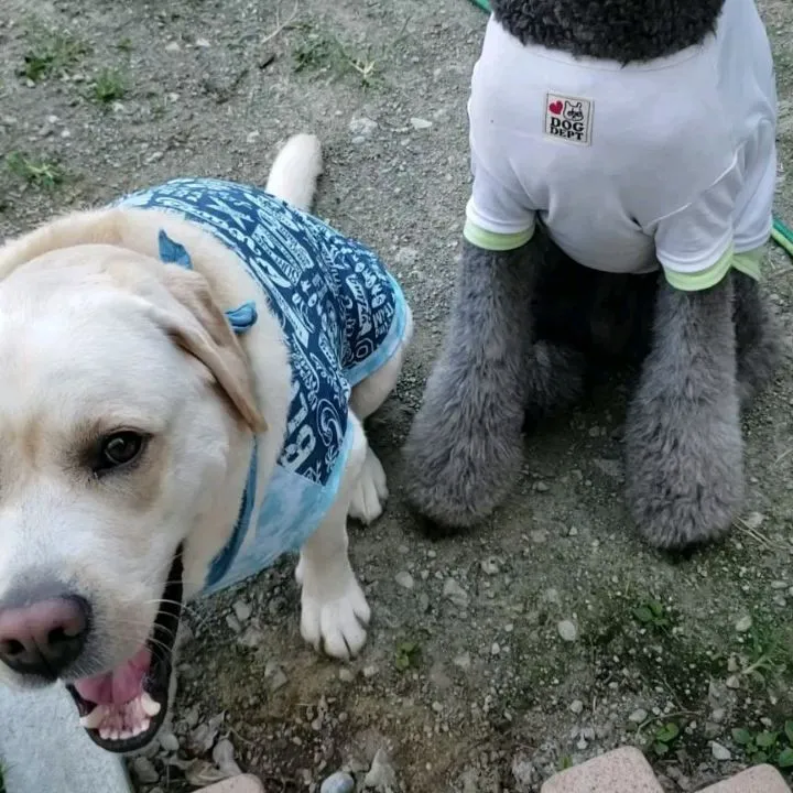 夕方ランで遊ぶわんこさん💓