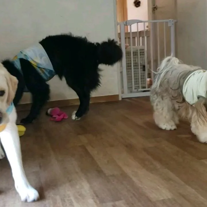 朝からプール入ってランで遊んでもお昼になると元気に遊ぶわんこ...