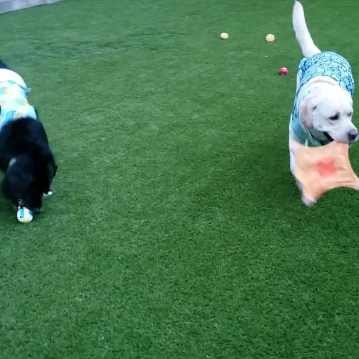 夕方はランの中が影が多くなり朝より少し涼しくなりました♪