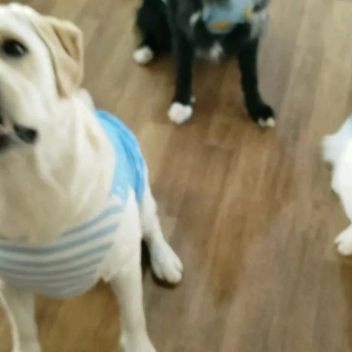 お部屋で楽しく遊ぶわんこさん♥️