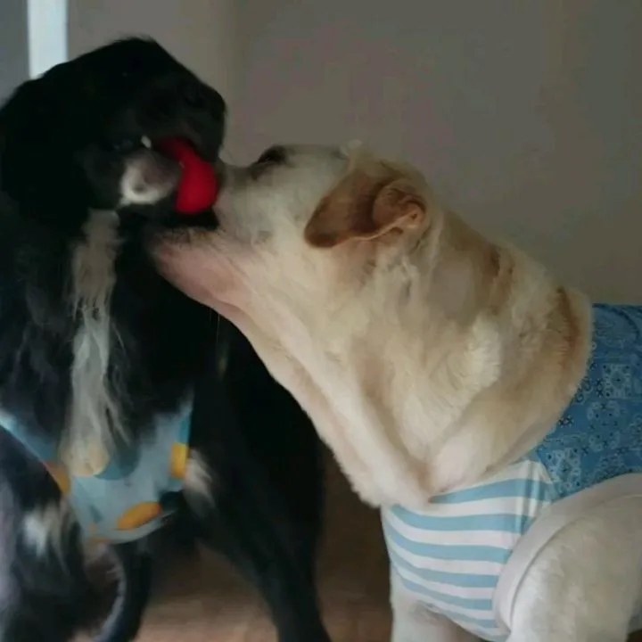 お昼はお部屋で遊ぶわんこさん♥️