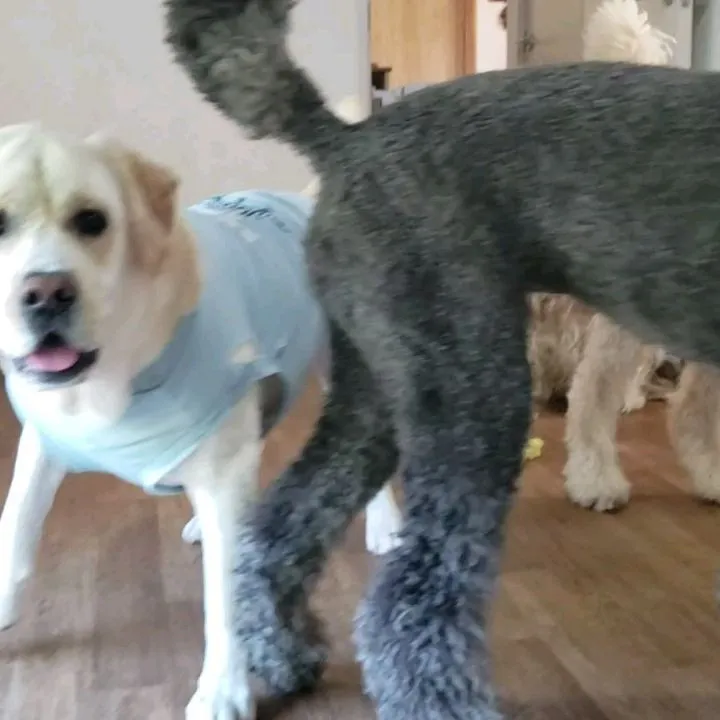 プールに入ったあとお部屋で遊ぶわんこさん♥️