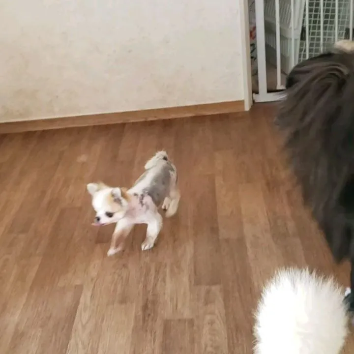 朝わんこさんを送迎からこちらに到着すると津波のアナウンスが流...