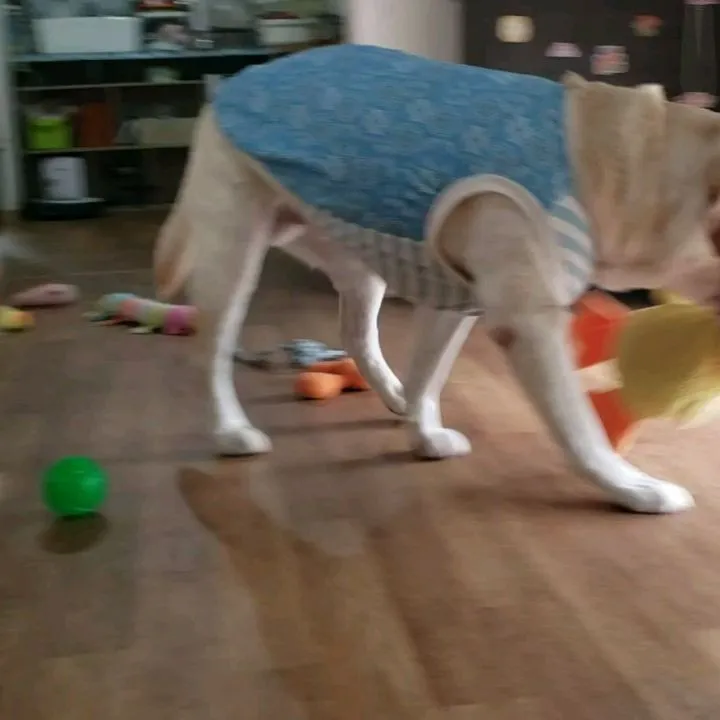 ホームステイに来てくれたみるくちゃん♥️