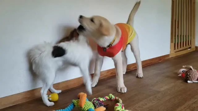 3ヶ月の頃のまーちゃん♥️