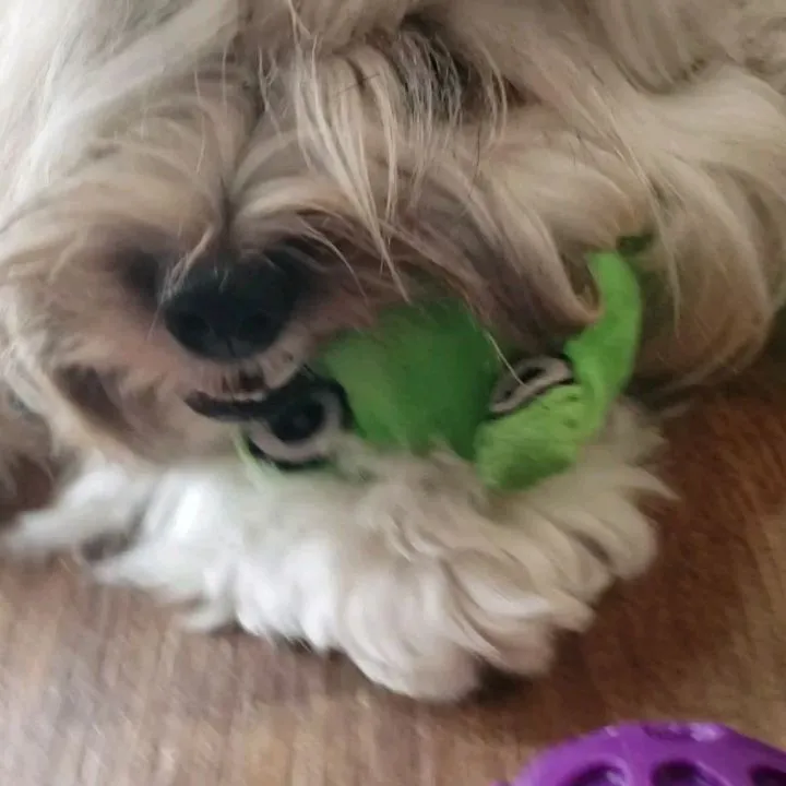 お水なしでは日中はお外にでれないので夕方まではお部屋遊び🎵