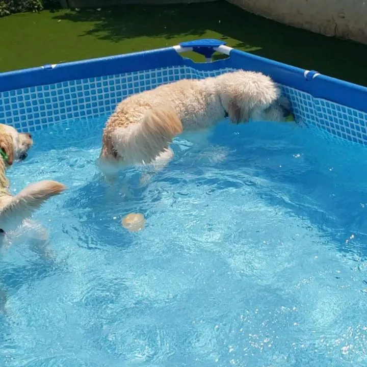 暑いので何回もプールにはいるゼクス君とまーちゃん💓