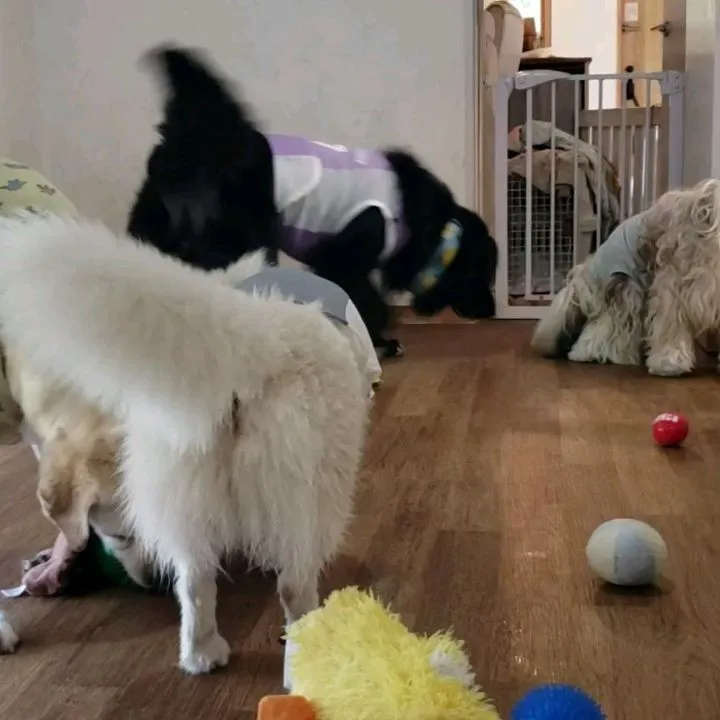 午前中はお部屋で遊ぶわんこさん♥️