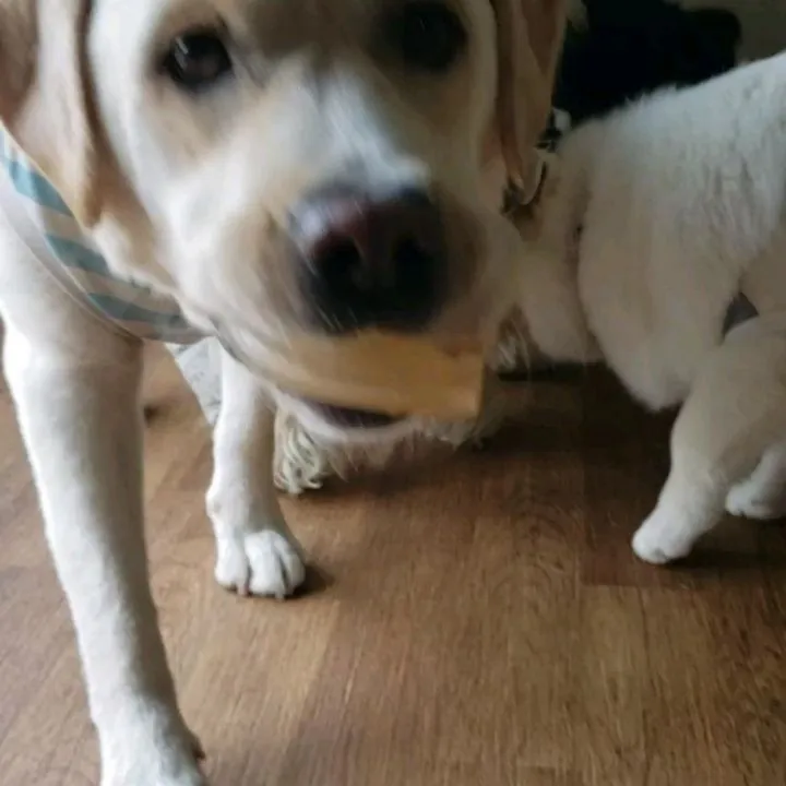 お部屋でおもちゃで遊ぶわんこさん♥️