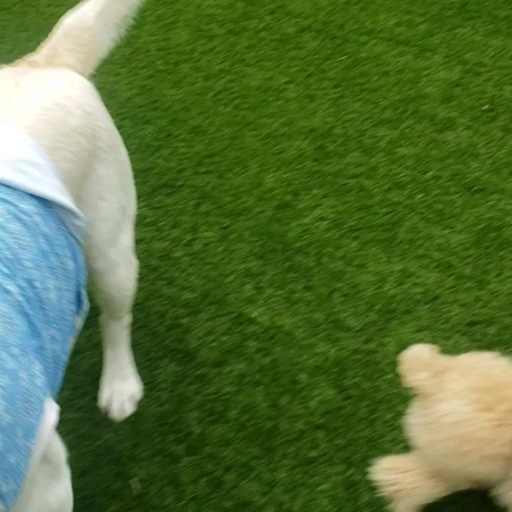 1泊のお泊まりのプードルファミリー♥️