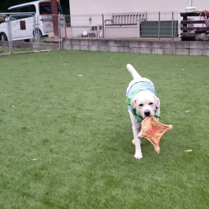 夕方雨がやんだのでランで遊ぶわんこさん♥️