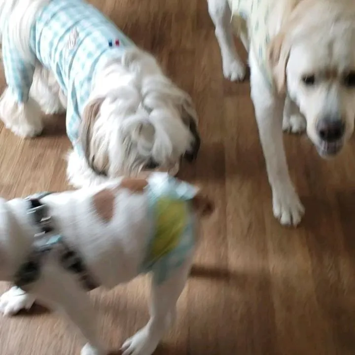 3ヶ月のパピー、ブルドッグのロッキー君♥️