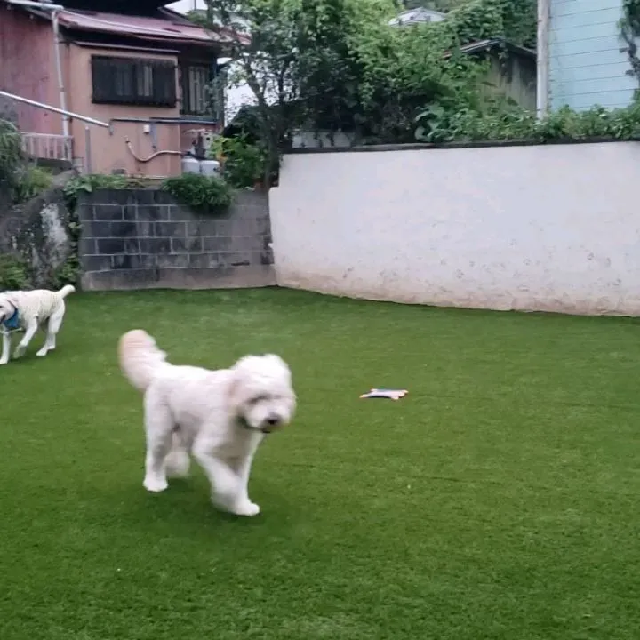 夕方はお散歩に行った後ランで遊ぶわんこさん💓
