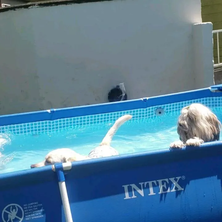 プールに入ったりランで遊んだり楽しむわんこさん💓